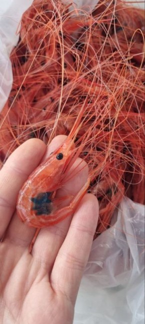 ������� ����: ���� ������ ��������� ���� �������� ����������