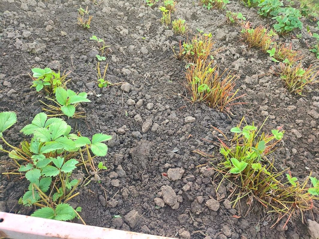 Лучшие советы по осенней посадке клубники для богатого урожая