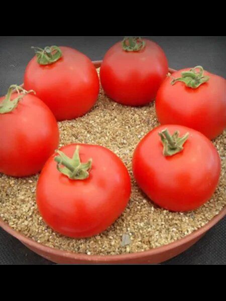 Томат Дарья: спокойный взгляд на ультраранний урожай и его практику