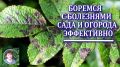 Как эффективно побороть грибковые болезни на вашем огороде: секреты, которые действительно работают