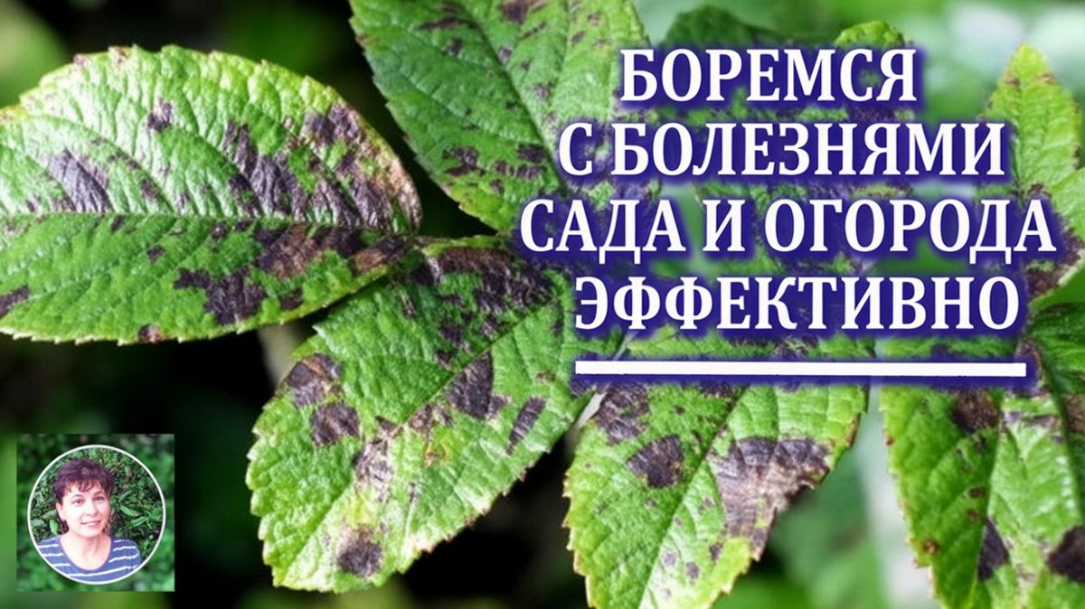 ��� ���������� �������� ��������� ������� �� ����� �������: �������, ������� ������������� ��������