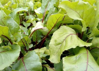 ��� ��������� �������� ������� ������ �� ������ �����