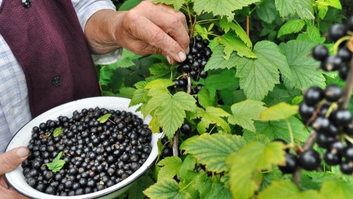 ��� ��������� �� ���������� ����� ����� ������: ������ ��� ��������� ��������