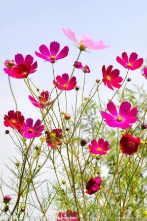 Космея: красота, которая цветет до первых морозов