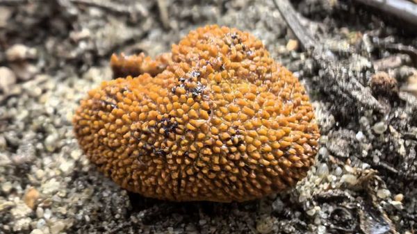 � ����������� ���� ������ ����� ����, ������� �� �������