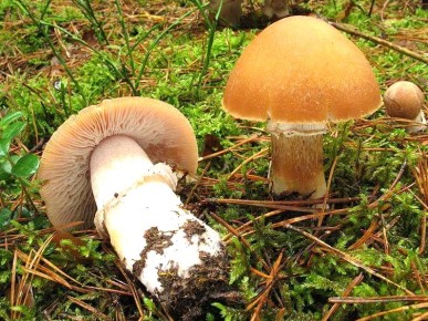 Колпак кольчатый: что нужно знать о грибах-зонтиках