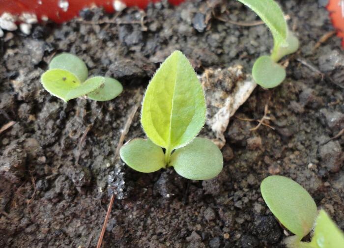 Создание идеального грунта для рассады: секреты успешного урожая