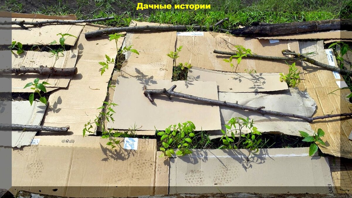 Картонная мульча: секрет борьбы с мокрицей