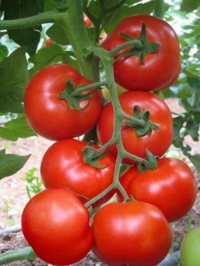 Томат Аэлита-71: секреты успешного выращивания и лучшие практики