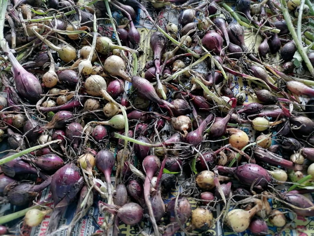 ������� ��������� ����������� ���� � ������: ������ �� ������� � �����