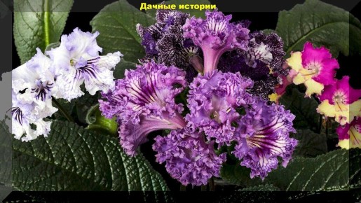 Стрептокарпус: красивый и неприхотливый сосед фиалок для вашего дома