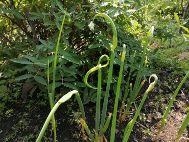 Секреты выведения многоярусного лука: советы и хитрости от опытных дачников