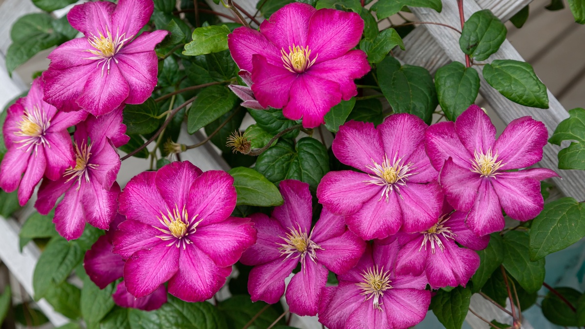 Как правильно укрыть клематисы на зиму: советы для опытных и начинающих цветоводов