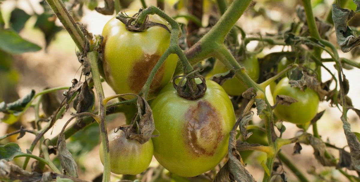 ��� ������ ������ ������� � ��������� ����: ������������ ������ ��� ���������