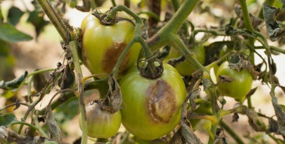 ��� ������ ������ ������� � ��������� ����: ������������ ������ ��� ���������