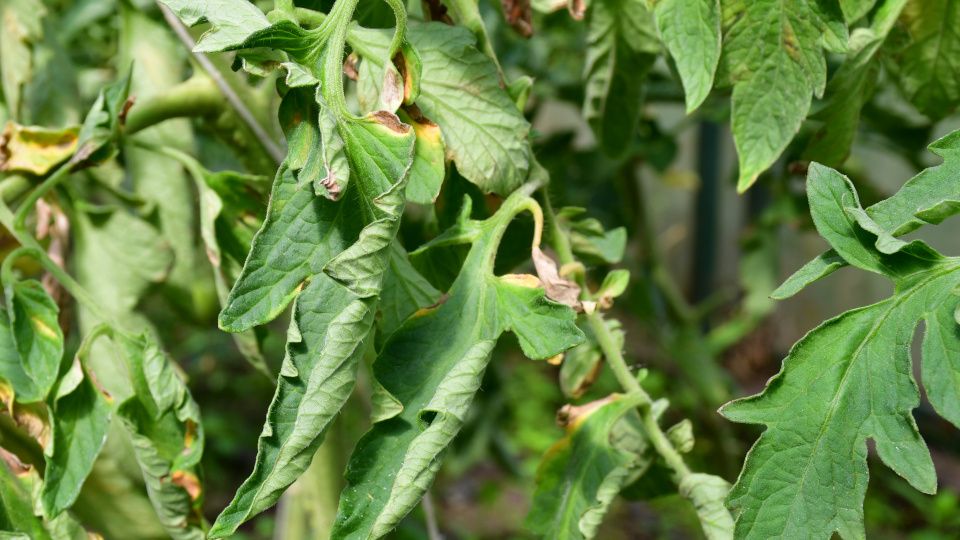 ������ ������������ ������ ��������� � ��� � ���� ��������?