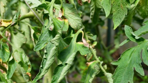 Почему скручиваются листья помидоров и как с этим бороться?