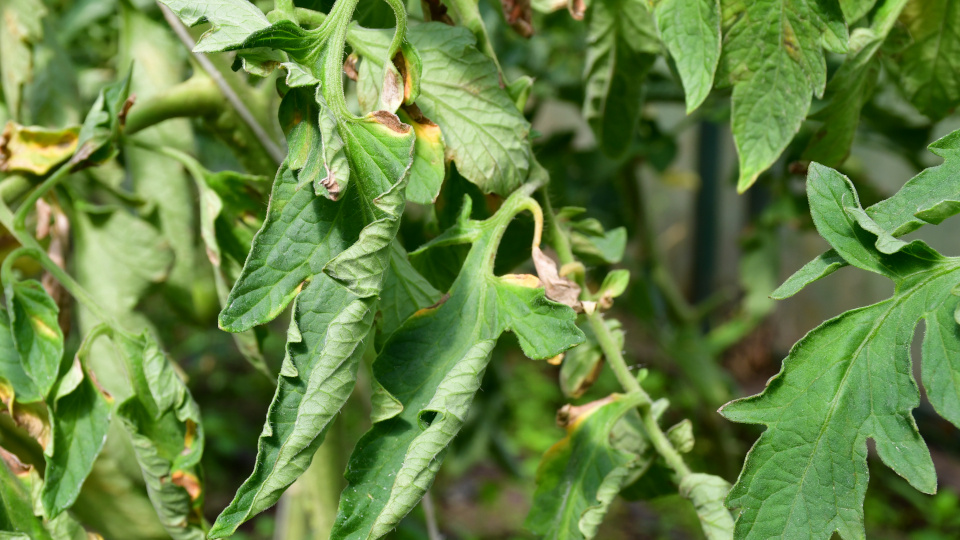 Почему скручиваются листья помидоров и как с этим бороться?