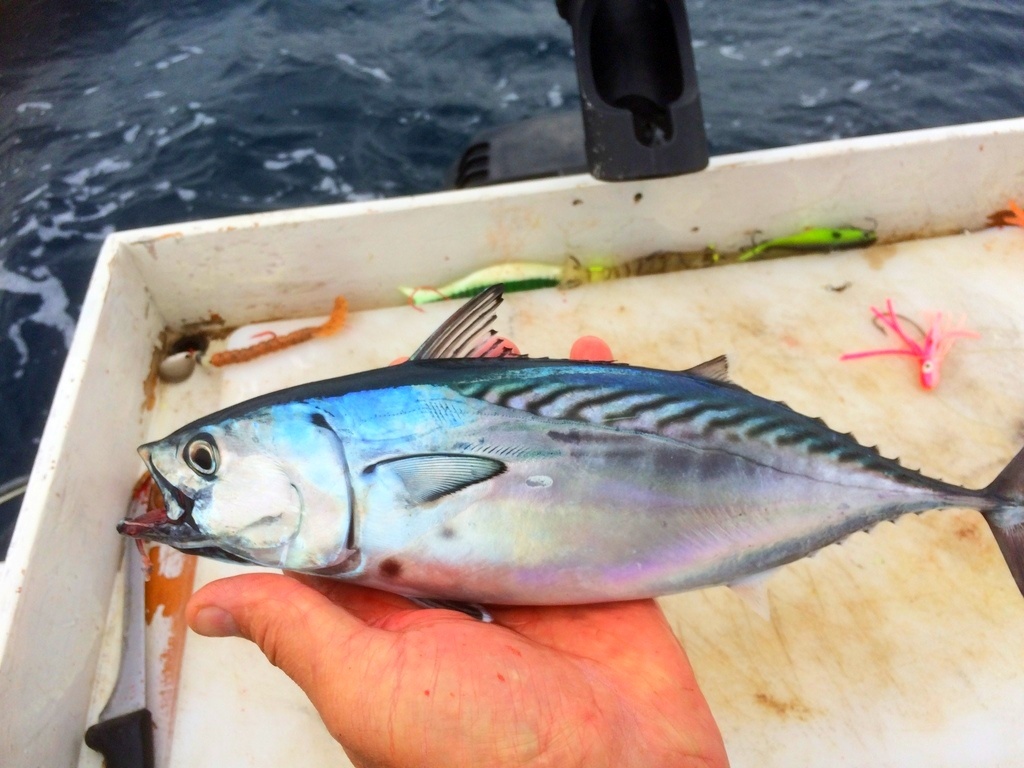 Скумбриевидный тунец: уникальный обитатель морских глубин