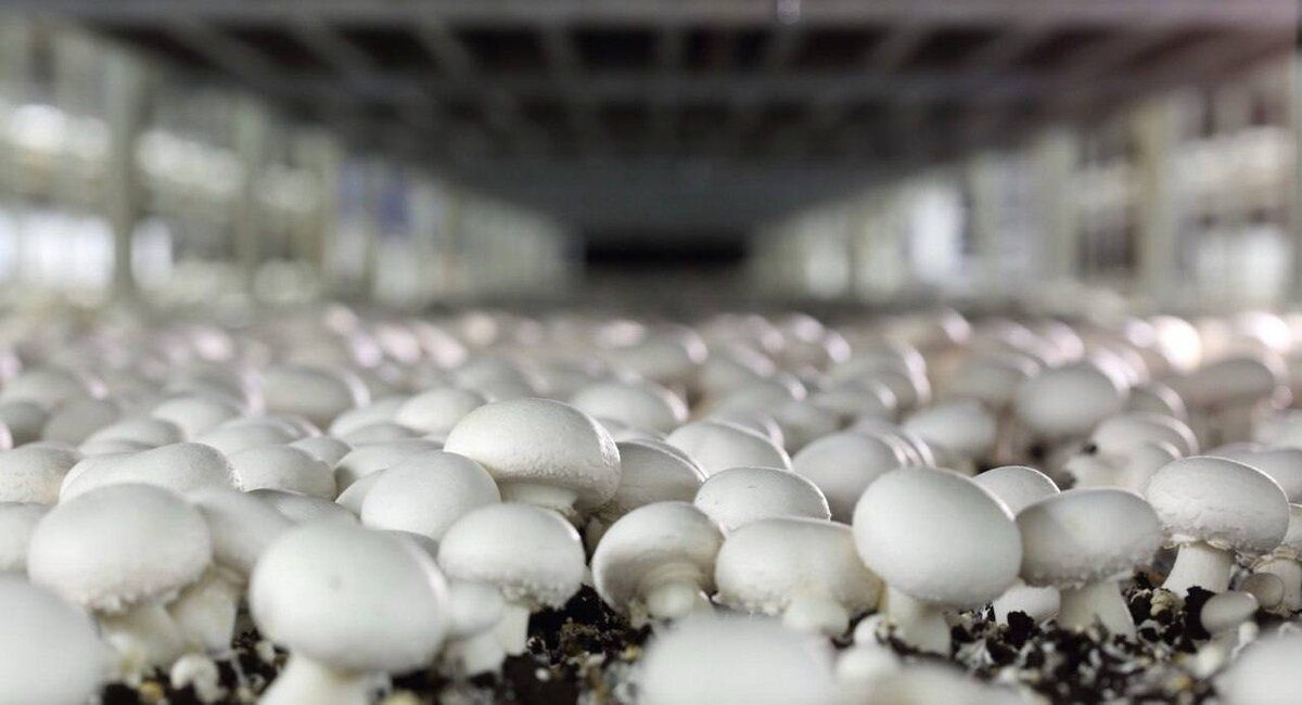 ��������� ��� ��� ������: ��� ���������� ��������� �������� ����� ������