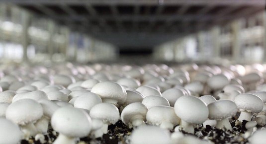 ��������� ��� ��� ������: ��� ���������� ��������� �������� ����� ������