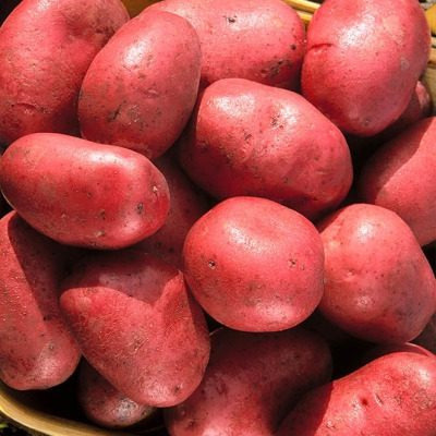 Картофель Утро Раннее: идеальный сорт для Урала с высоким потенциалом