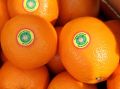 Цены на апельсины достигли исторического минимума