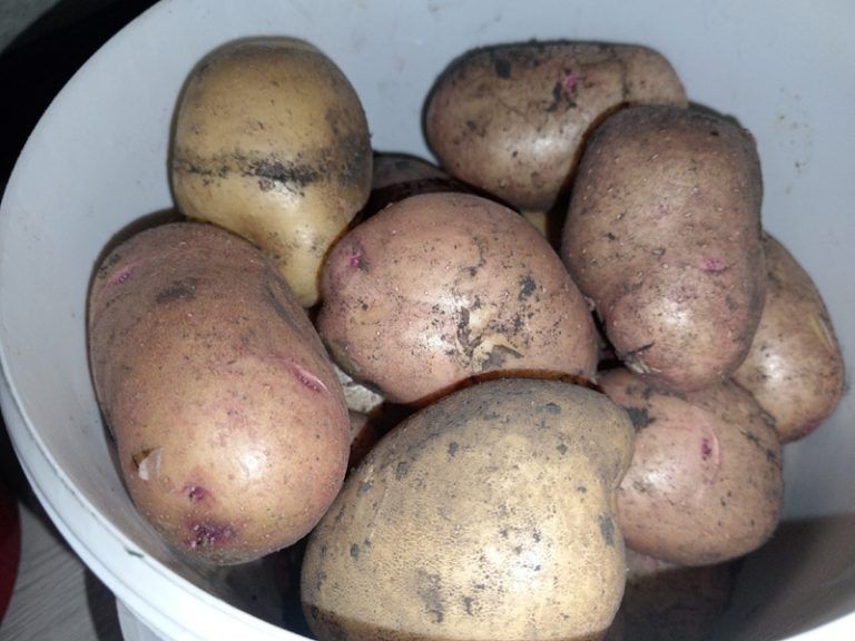 ���� ������ ��������, ���� ��� ������� � �������