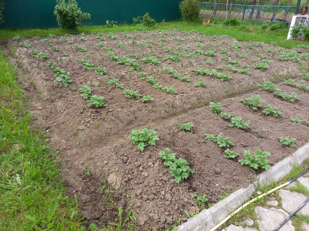 ���� ������� ����� ������� ��������� ����, ���������� �� ��������