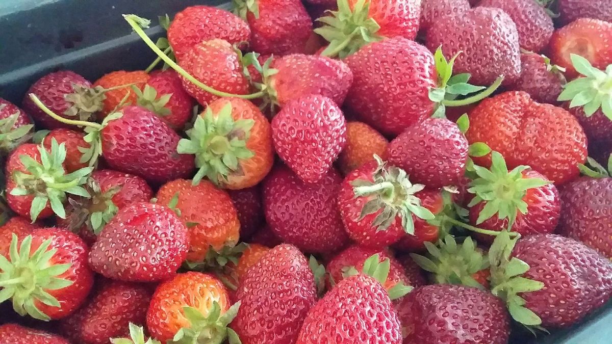 ������ ������� �� ���� ������ ������������: ����� ��������� � ��������