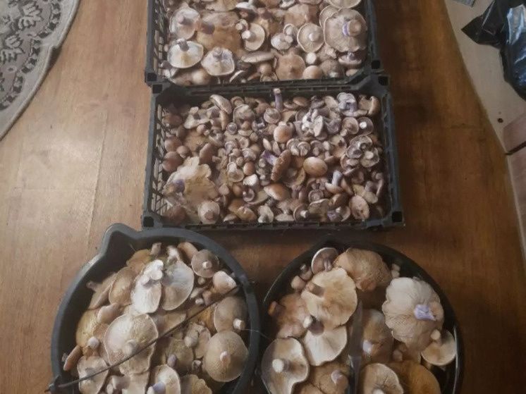 ������� �����: ��� � ���������� ������� ����� ��������� ���������� ����������� �������