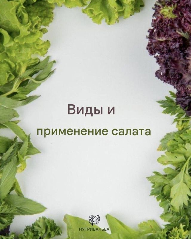 Салат: разнообразие видов и способы использования в кулинарии
