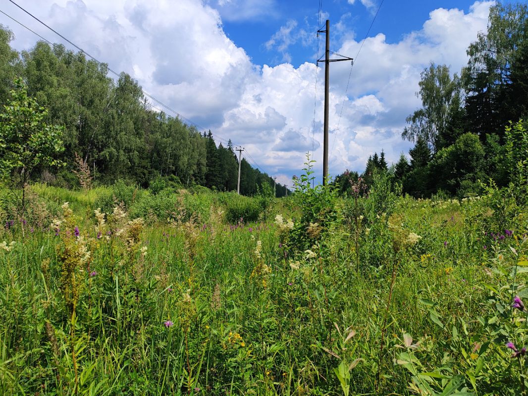 Загадочные королевства грибов: приключения в таинственном лесу