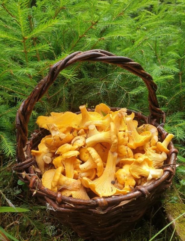 Уникальный мастер-класс по постным блюдам в Кремлевской Кухне